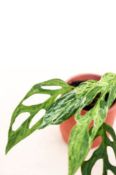 Monstera adansonii mint variegated cream blue